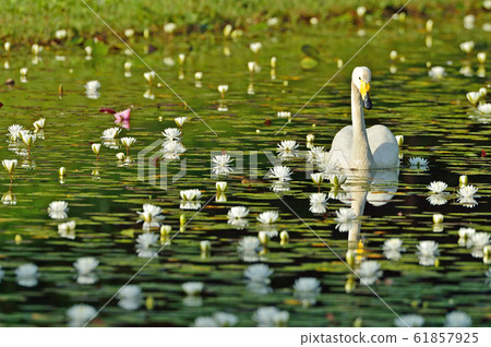 Swan in the Showa wood Swan in the Showa wood 61857925