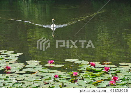 天鵝在昭和木材 天鵝在昭和木材 61858016