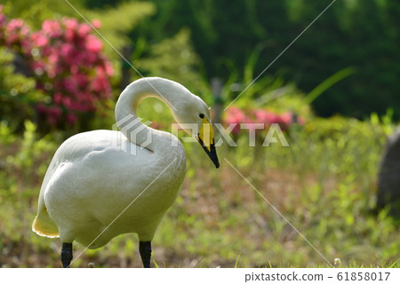 天鵝在昭和木材 61858017