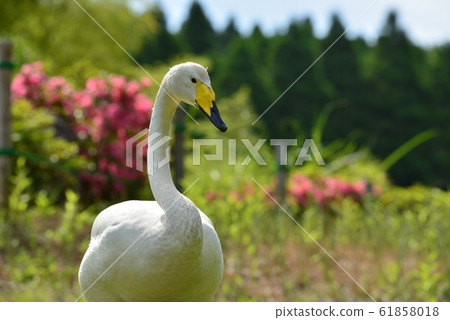 天鵝在昭和木材 61858018