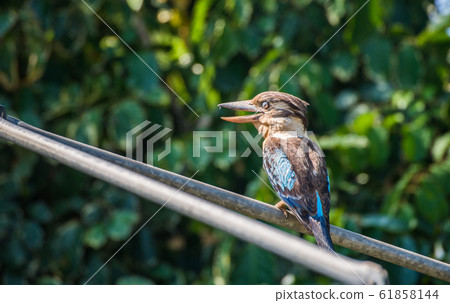 Laughing Blue-winged Kookaburra a large species of kingfisher native to northern Australia and southern New Guinea. 61858144