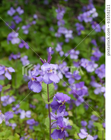 地藏,正勝齋,紫花 地藏,正勝齋,紫花 61858211