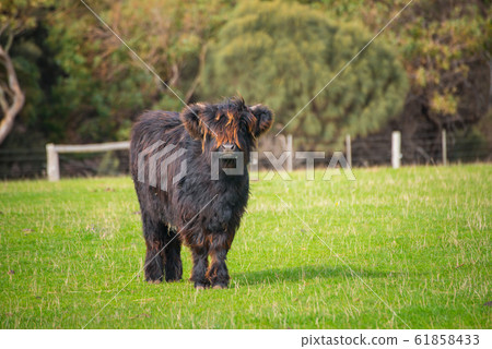 A little Highland cows with a black coat in green grass field. 61858433