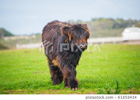 A little Highland cows with a black coat in green grass field. A little Highland cows with a black coat in green grass field. 61858434