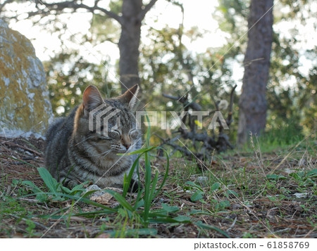 Cute cat in Croatia 61858769