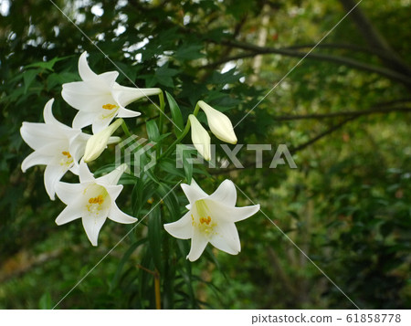 White lilies in the garden White lilies in the garden 61858778