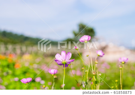 cosmos flowers field cosmos flowers field 61858873