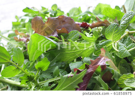 綠色草藥蔬菜的集合的圖像照片 綠色草藥蔬菜的集合的圖像照片 61858975