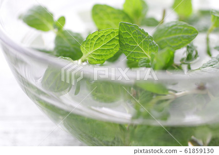 草本綠色留蘭香 草本綠色留蘭香 61859130