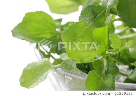 草藥綠色豆瓣 草藥綠色豆瓣 61859155