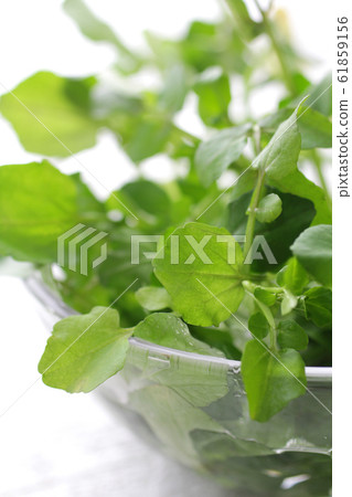 草藥綠色豆瓣 61859156