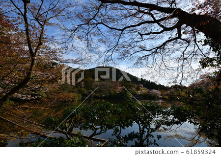 Cherry blossoms at Ryoanji Cherry blossoms at Ryoanji 61859324