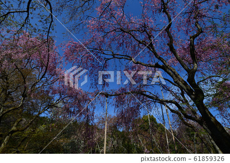 Cherry blossoms at Ryoanji Cherry blossoms at Ryoanji 61859326