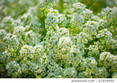 Flowers are alyssum close-up 61859480