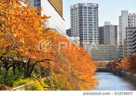 View from Meguro River Taiko Bridge of colored leaves 61859607
