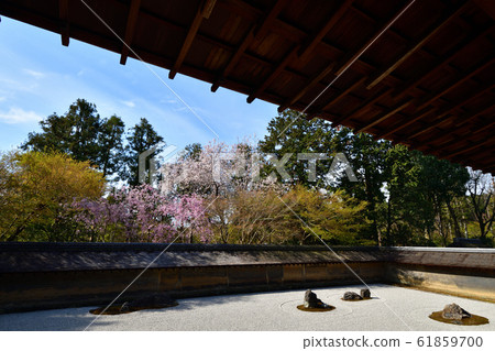 Cherry blossoms at Ryoanji Cherry blossoms at Ryoanji 61859700
