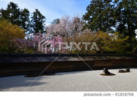 Cherry blossoms at Ryoanji Cherry blossoms at Ryoanji 61859706