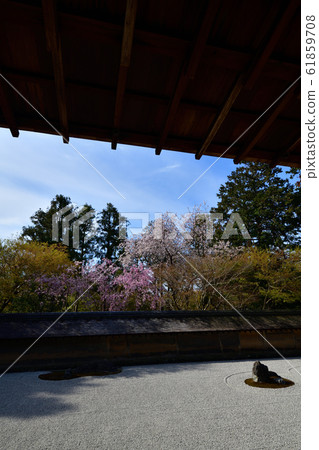 Cherry blossoms at Ryoanji Cherry blossoms at Ryoanji 61859708