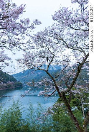 櫻花盛開 櫻花盛開 61861294