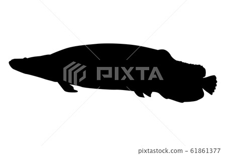 Animal silhouette sea/river pirarucou 2 Animal silhouette sea/river pirarucou 2 61861377