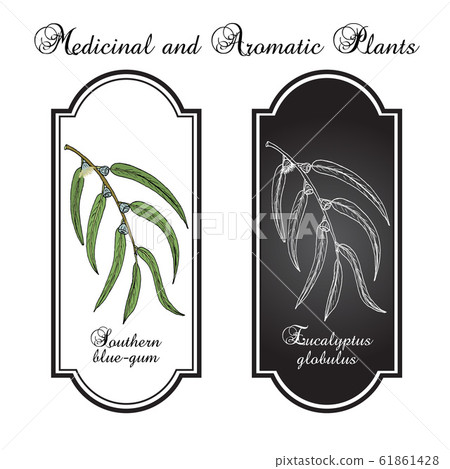 Southern blue-gum Eucalyptus globulus  61861428