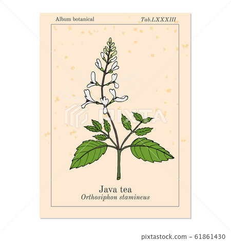 Java tea Orthosiphon stamineus , medicinal plant 61861430