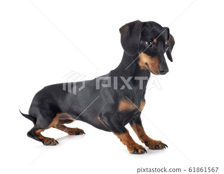 Dachshund in studio 61861567