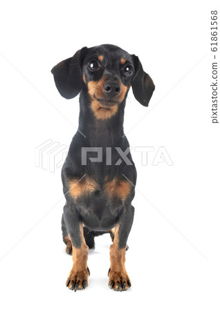 Dachshund in studio 61861568