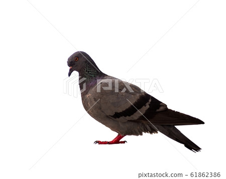bird pigeon isolated on white background wild 61862386