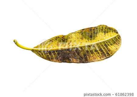 Close up Yellow tropical leaf (Plumeria, 61862398
