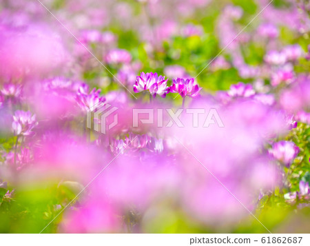 Lenge field 61862687