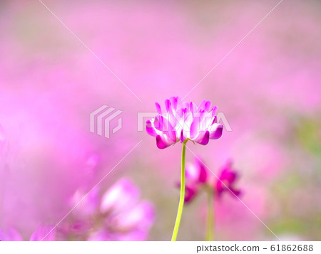 Lotus grass 61862688