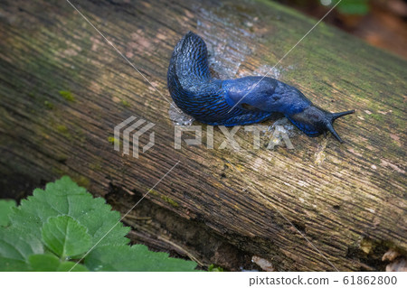 Bielzia coerulans 61862800