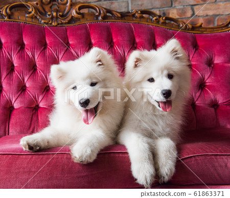 Samoyed dogs on the red luxury couch Samoyed dogs on the red luxury couch 61863371