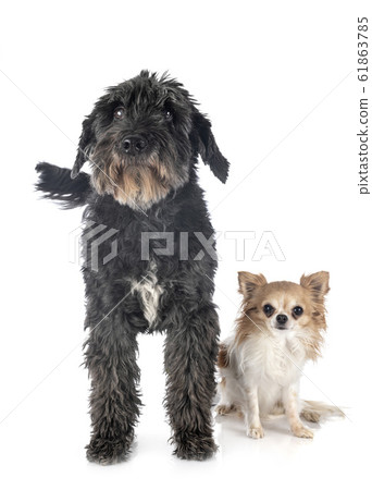 old griffon in studio 61863785