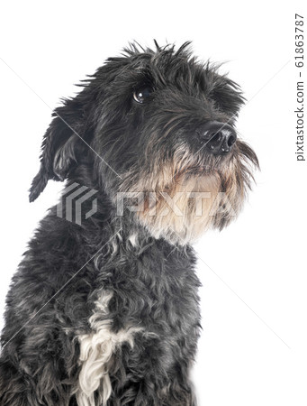 old griffon in studio 61863787