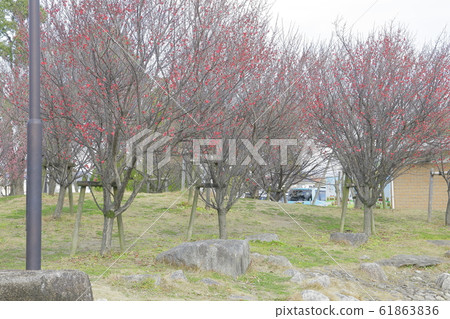 3 minute blooming plum in the park 61863836