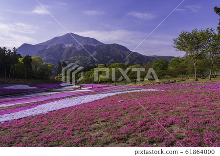 （埼玉縣）Yotsuyama Park，Shibazakura Hill 61864000