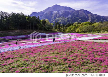 (Saitama Prefecture) Yotsuyama Park, Shibazakura Hill (Saitama Prefecture) Yotsuyama Park, Shibazakura Hill 61864001