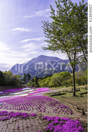 (Saitama Prefecture) Yotsuyama Park, Shibazakura Hill (Saitama Prefecture) Yotsuyama Park, Shibazakura Hill 61864007