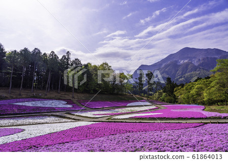 (Saitama Prefecture) Yotsuyama Park, Shibazakura Hill (Saitama Prefecture) Yotsuyama Park, Shibazakura Hill 61864013