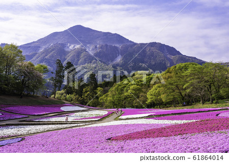 (Saitama Prefecture) Yotsuyama Park, Shibazakura Hill 61864014