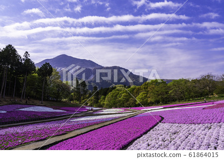 (Saitama Prefecture) Yotsuyama Park, Shibazakura Hill 61864015