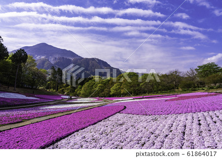 (Saitama Prefecture) Yotsuyama Park, Shibazakura Hill (Saitama Prefecture) Yotsuyama Park, Shibazakura Hill 61864017