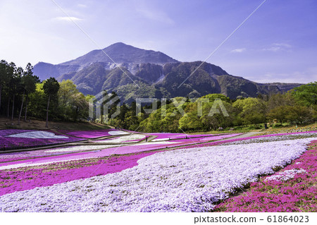 (Saitama Prefecture) Yotsuyama Park, Shibazakura Hill (Saitama Prefecture) Yotsuyama Park, Shibazakura Hill 61864023