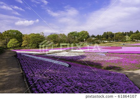 (Saitama Prefecture) Yotsuyama Park, Shibazakura Hill (Saitama Prefecture) Yotsuyama Park, Shibazakura Hill 61864107