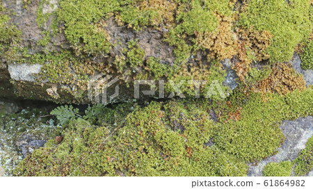 Moss bloomed on rocks in various colors Moss bloomed on rocks in various colors 61864982