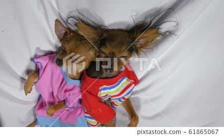 Newborn puppy sleeping. Adult dogs in sliders. Newborn puppy sleeping. Adult dogs in sliders. 61865067