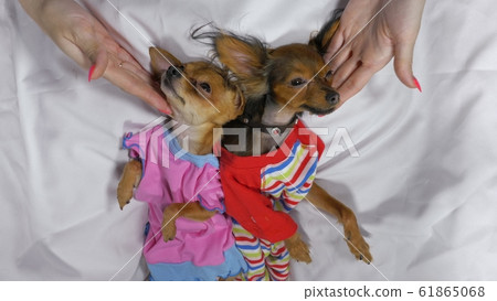 Newborn puppy sleeping. Adult dogs in sliders. Newborn puppy sleeping. Adult dogs in sliders. 61865068