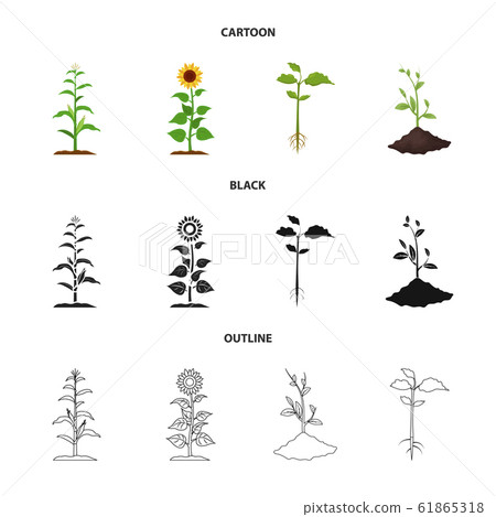 Vector illustration of plant and bean symbol. Set of plant and process stock symbol for web. Vector illustration of plant and bean symbol. Set of plant and process stock symbol for web. 61865318